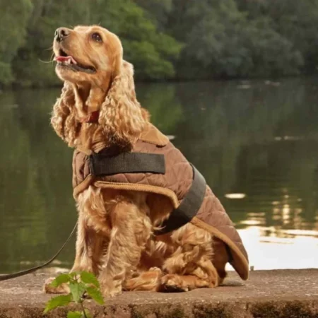 Alternative view of Worcester Padded Dog Coat | Brown
