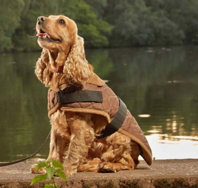 Worcester Padded Dog Coat | Brown - Image 2