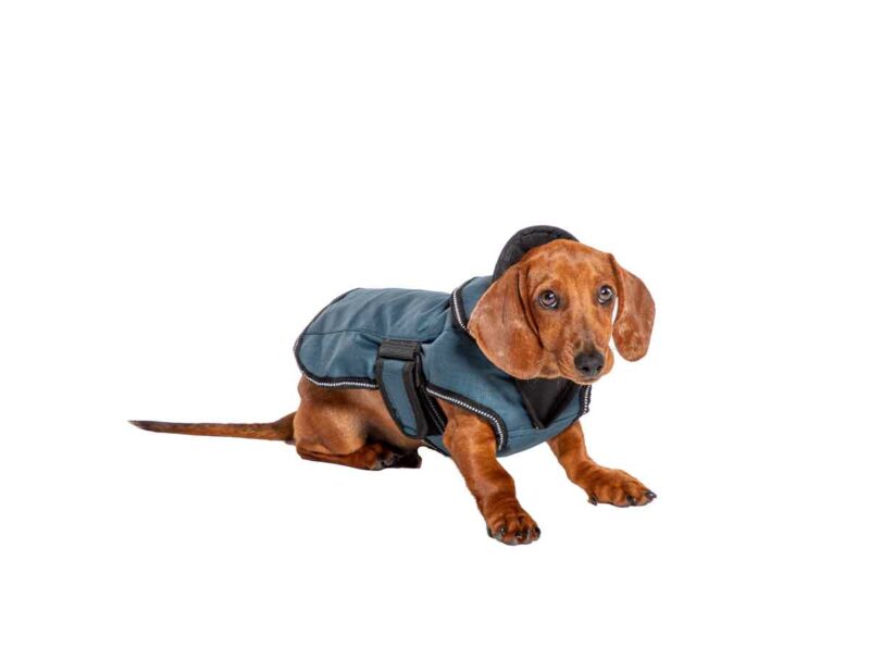 Dog coats for harnesses
