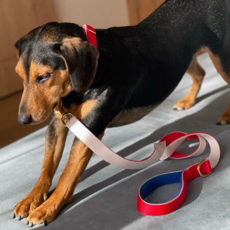 Jubilee dog collar and lead. Red white and blue.