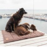 Travel dog mat