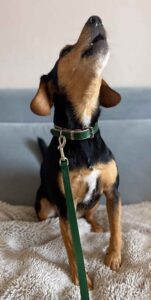 Green and pink padded leather dog collars and matching lead. Made to measure. UK. Saddlery