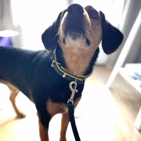 Leather dog collars and leads