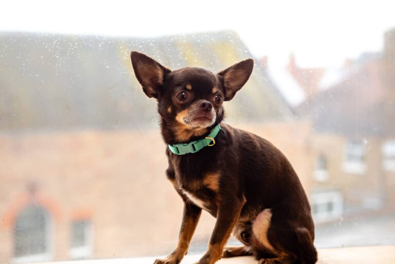 Teeny webbing puppy collars