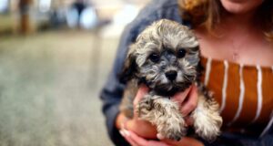 New puppy essentials packages
