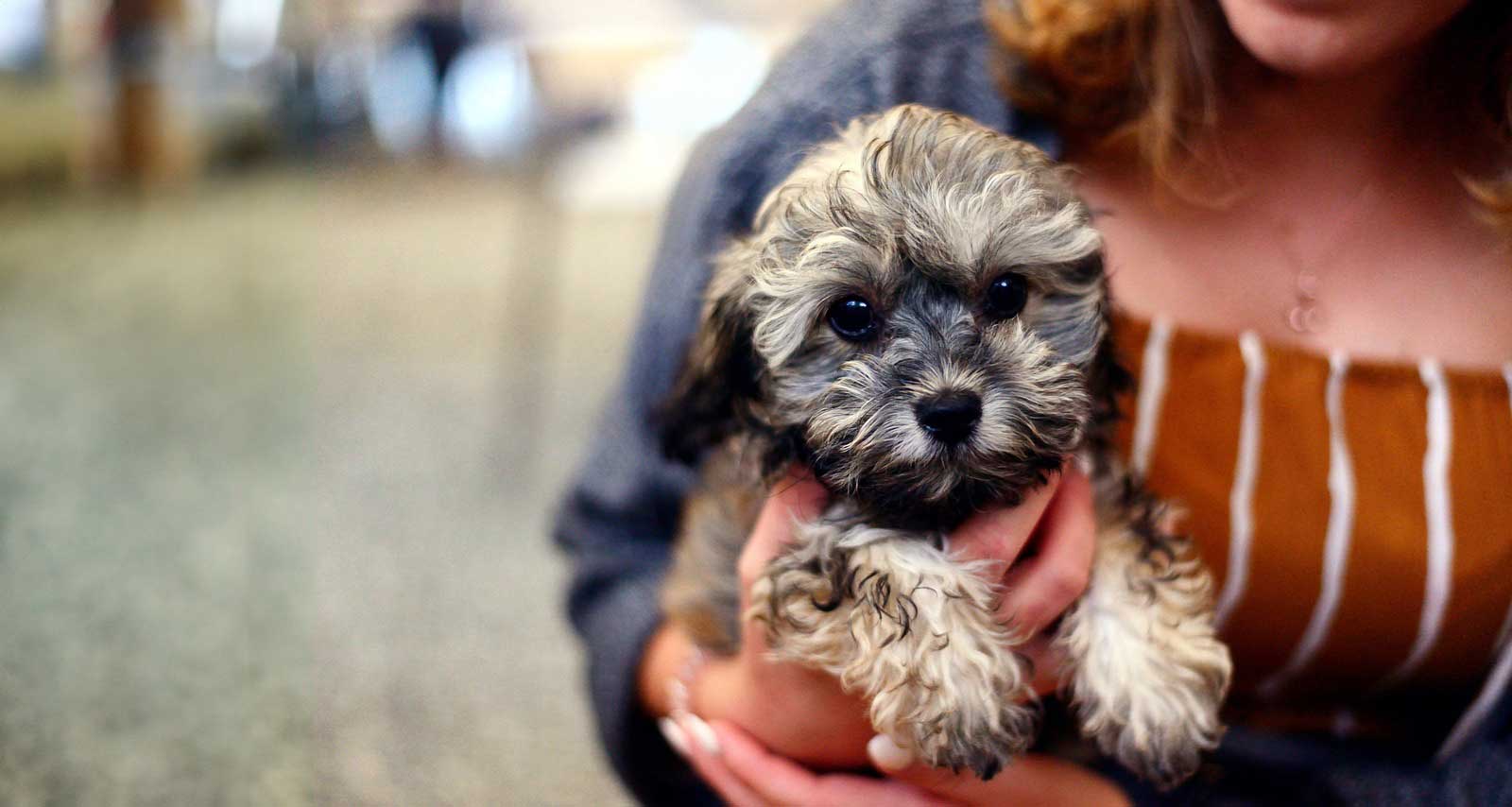 New puppy essentials packages