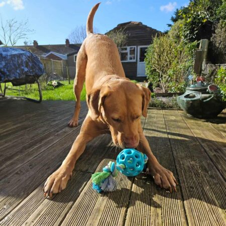Eco air rope ball dog toy