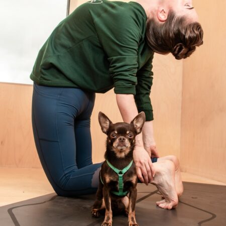 Teeny harnesses for puppies and small dogs