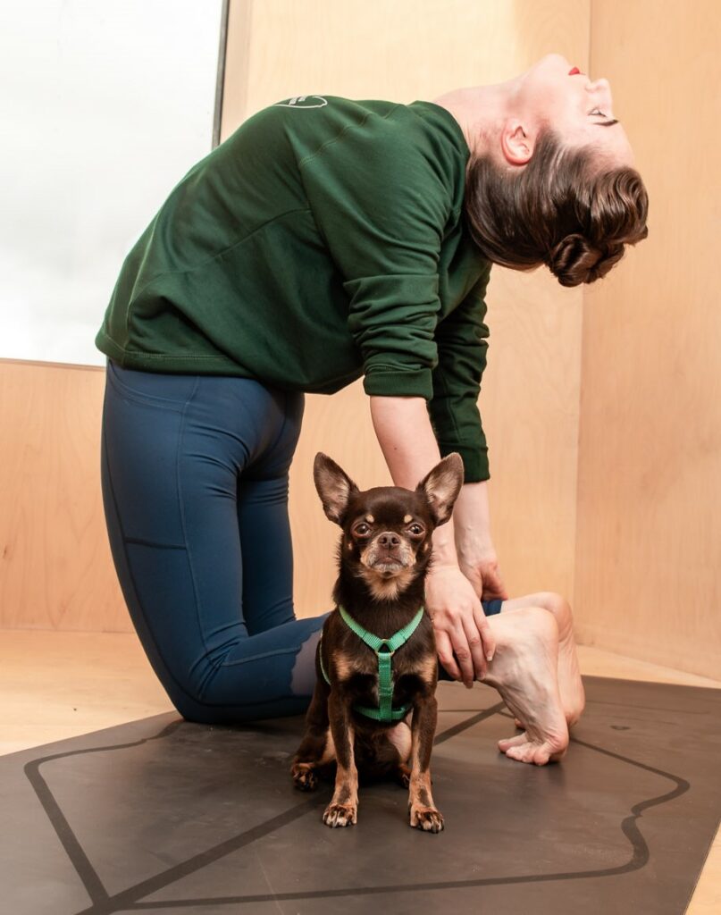 Teeny harnesses for puppies and small dogs