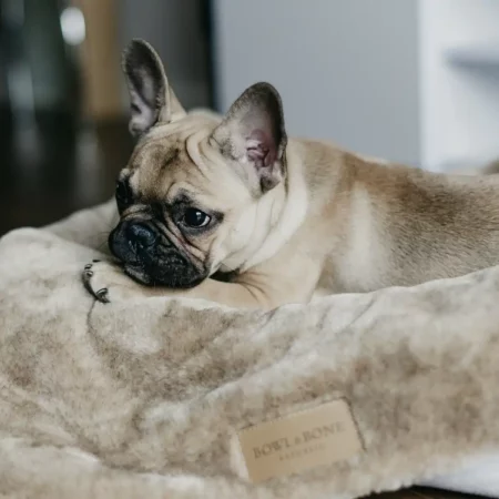 Luxury dog blanket