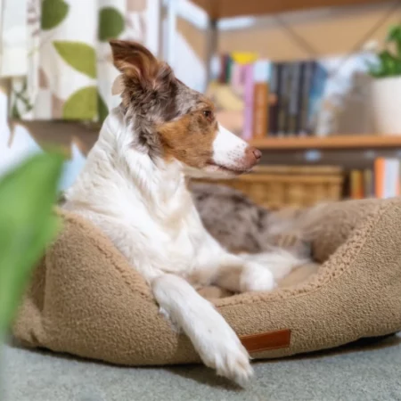 Calming dog beds | Boucle