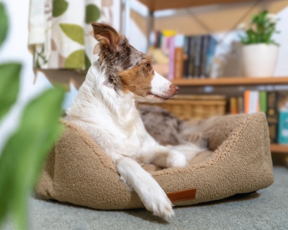 Calming dog beds | Boucle
