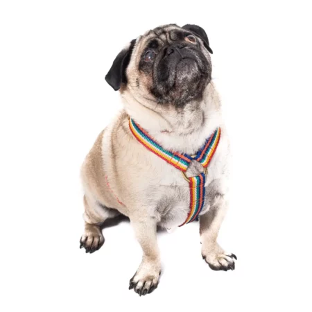 Rainbow dog harness