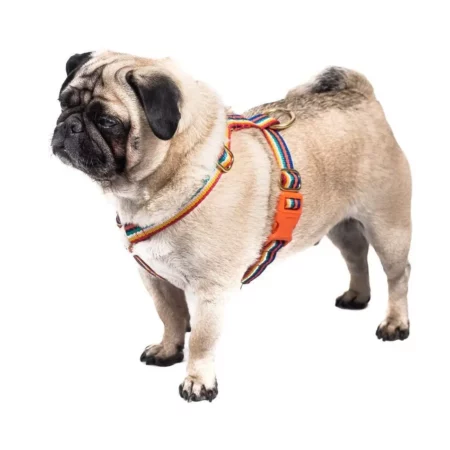 Rainbow dog harness