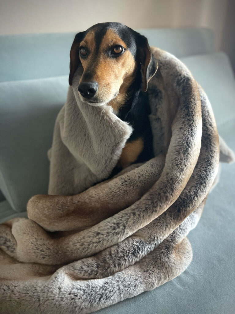 Faux fur calming dog blanket - wild rabbit