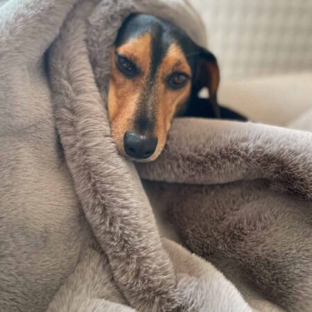 Grey taupe softee dog blanket