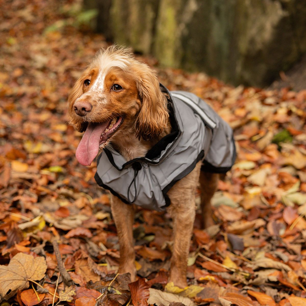 in Dog Coats Full Light Reflective Grey The Stylish Dog Company
