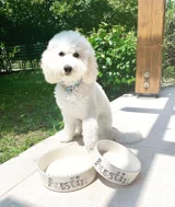 Doodle font design personalised dog bows