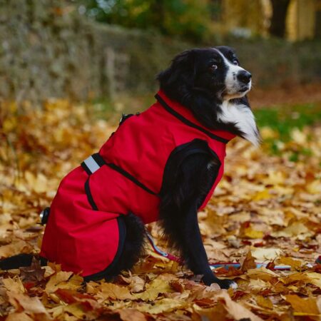 Red dog coat