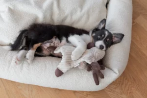 Boucle dog bed Cream