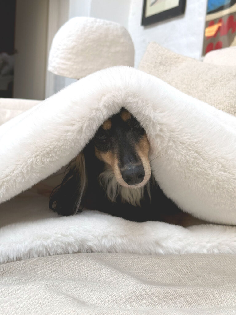 Christmas Gifts For Dogs - Snuggle Sacks