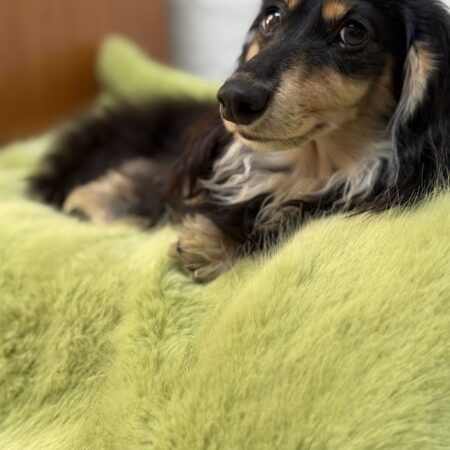 Alternative view of Pistachio Faux Fur Blankets - 74x74cm