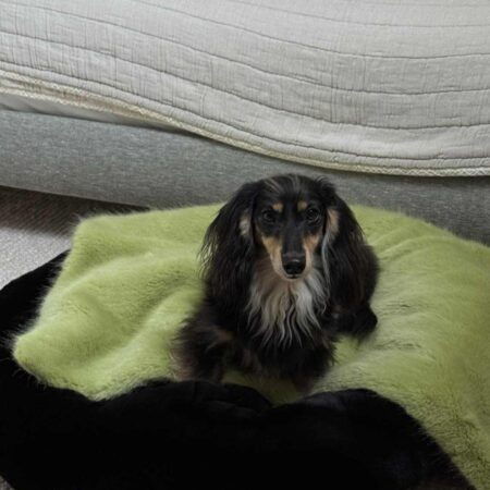 Black Faux Fur Dog bed by The Stylish Dog Company