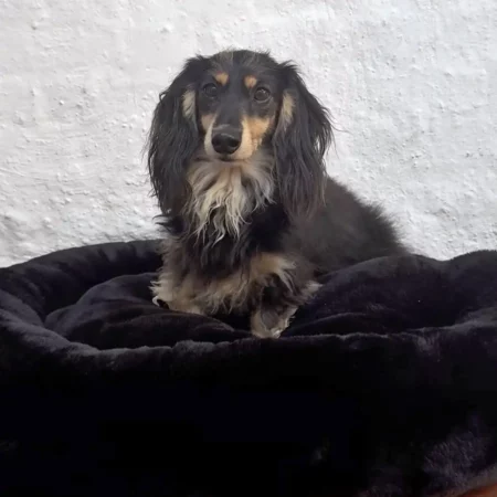 Black Calming Faux Fur Luxury Dog bed— Made in UK