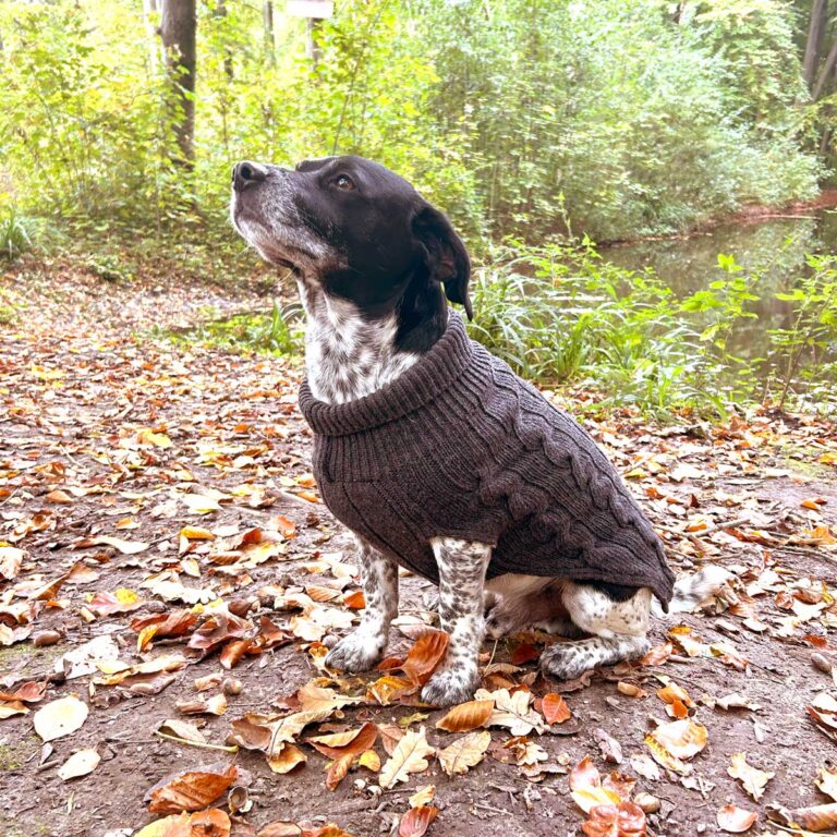 Lambswool Dog Jumpers