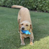 Pet Cooling Ice Lolly Toy