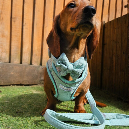 Dinky Dog Snappy Harness