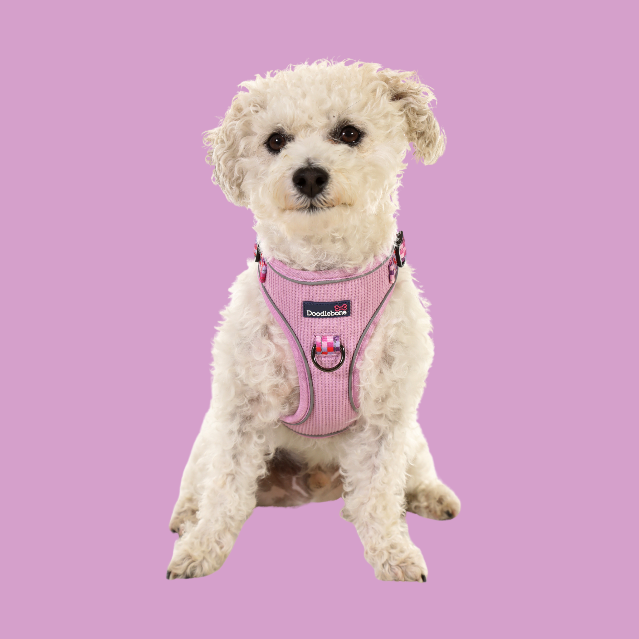 Stomp Adjustable Dog Harness - Image 2
