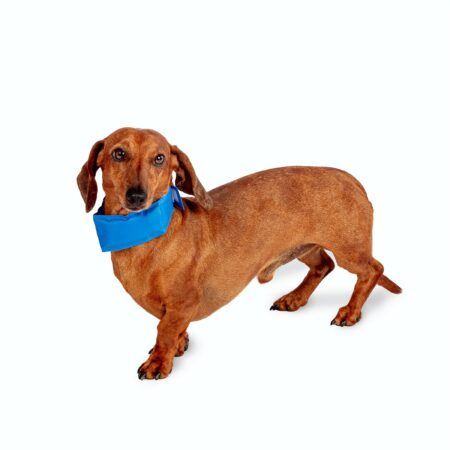 Pet Cooling Collar