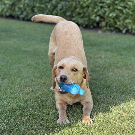 Pet Cooling Ice Lolly Toy