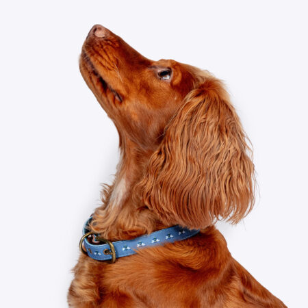 FatFace Spotty Bees Dog Collar
