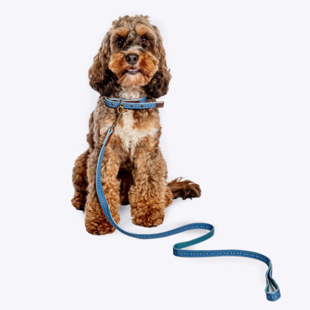 FatFace Spotty Bees Dog Lead