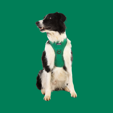 Stomp Adjustable Dog Harness