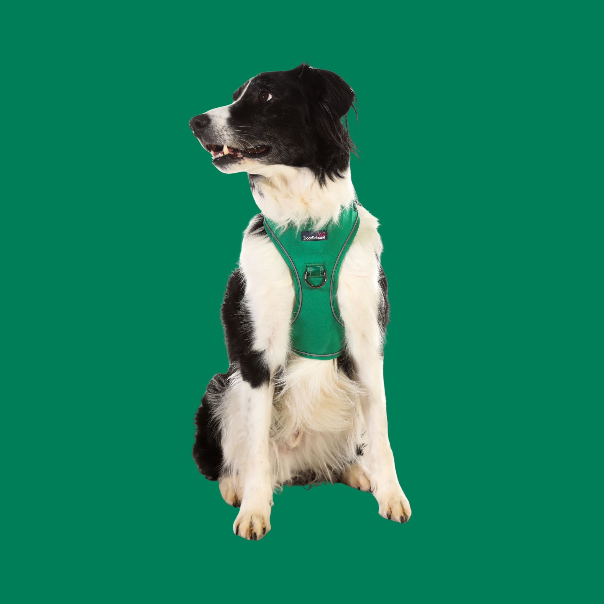 Stomp Adjustable Dog Harness