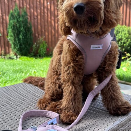 Alternative view of Dinky Dog Snappy Harness