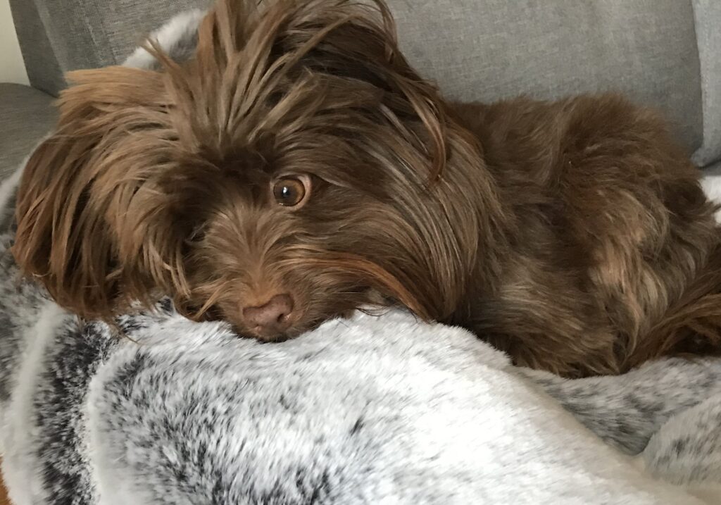 Mia, one of our dogs, resting on a grey and white faux fur blanket
