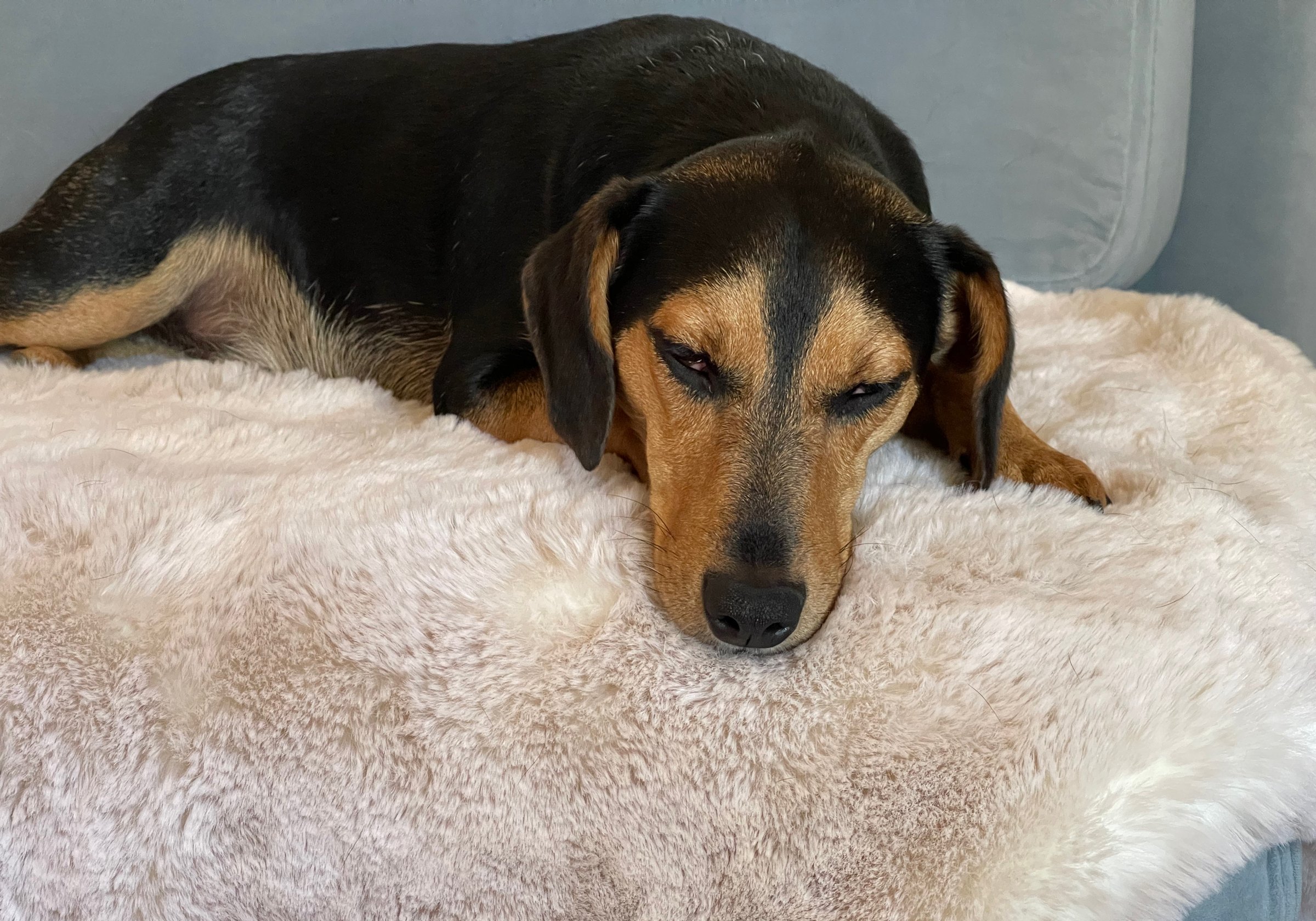 A black and tan dog asleep on an ivory faux fur blanket on a sofa